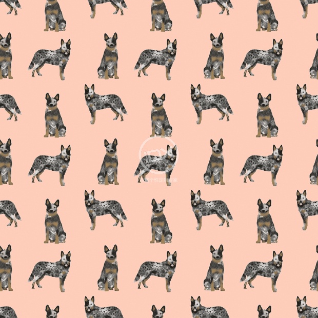 澳洲牧牛犬